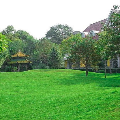 Gräsfrön för gräsmatta och golfbana